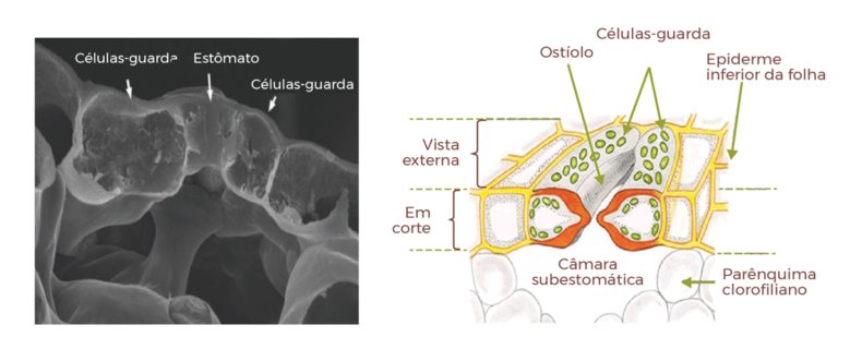 Figura 3 – Imagem de microscopia e esquema ilustrativo da estrutura dos estômatos nas folhas