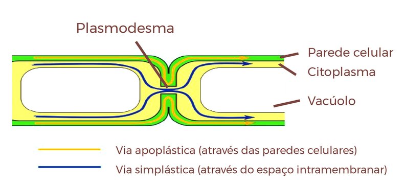 Figura 4. Esquema ilustrando duas células adjacentes e o movimento de solução via apoplasto e via simplasto.