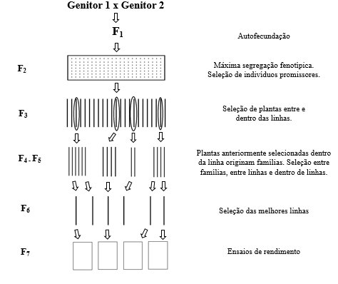Figura 2. Fluxograma do método genealógico ou Pedigree. Fonte: adaptado de Allard (1971).