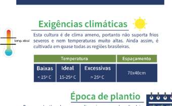 A cultura da batata A cultura da batata