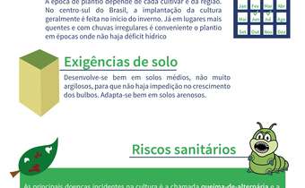 A cultura da cebola A cultura da cebola