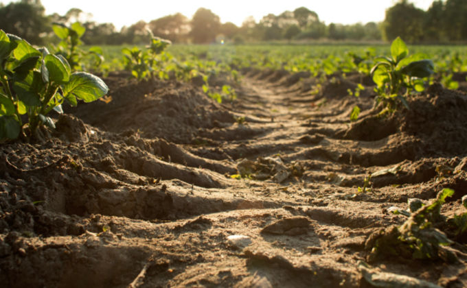 A importância da análise microbiológica de solo para a agricultura A importância da análise microbiológica de solo para a agricultura