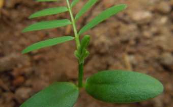 Angiquinho (<em>Aeschynomene rudis</em> Benth) Angiquinho (<em>Aeschynomene rudis</em> Benth)
