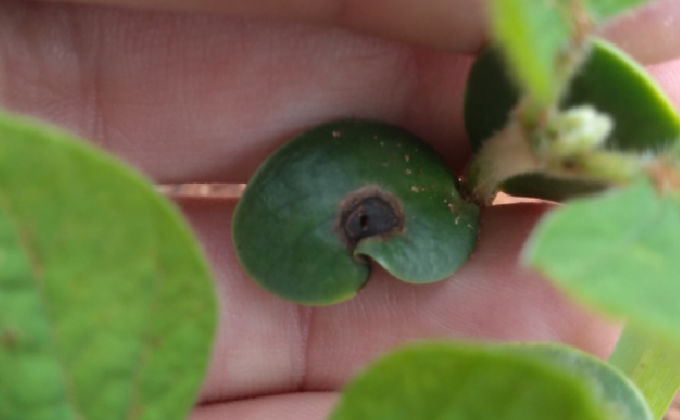 Antracnose em soja Antracnose em soja