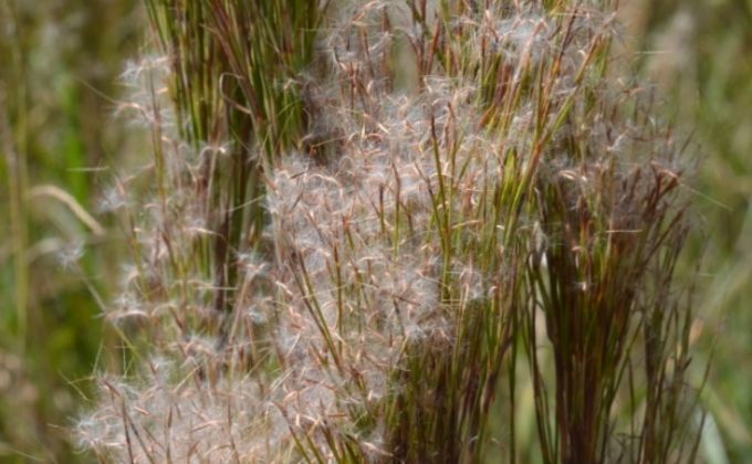Capim-rabo-de-burro (<em>Andropogon bicornis</em>) Capim-rabo-de-burro (<em>Andropogon bicornis</em>)