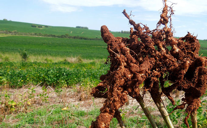 Comportamento de diferentes plantas de cobertura a fitonematoides Comportamento de diferentes plantas de cobertura a fitonematoides