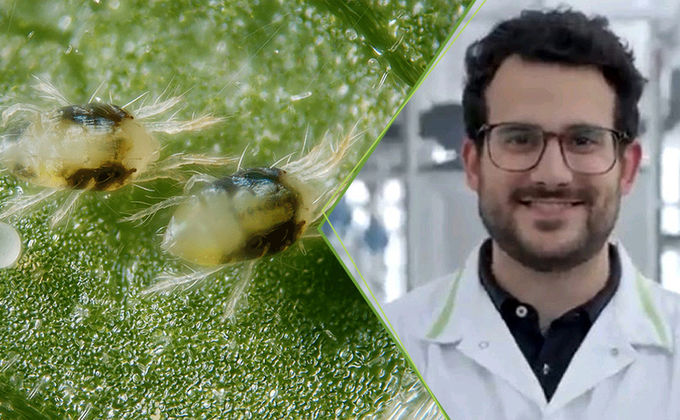 Controle biológico de ácaros-praga: da teoria ao campo Controle biológico de ácaros-praga: da teoria ao campo