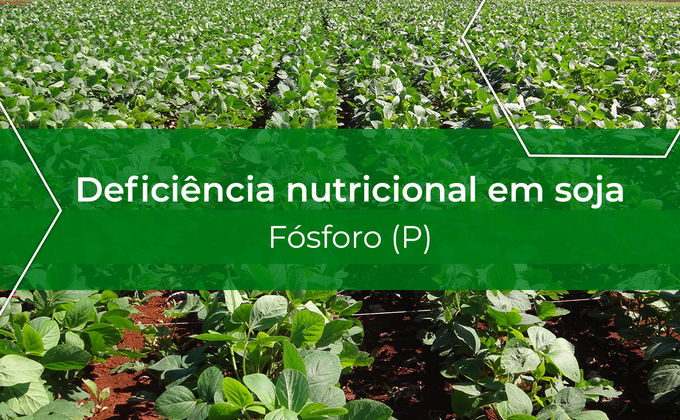 Deficiência nutricional em soja: P Deficiência nutricional em soja: P