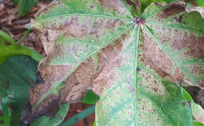 Deriva de herbicidas inibidores de fotossitemas II e Carotenoides em algodão Deriva de herbicidas inibidores de fotossitemas II e Carotenoides em algodão
