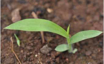 <em>Digitaria </em>spp. <em>Digitaria </em>spp.