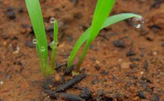 <em>Echinochloa crusgalli </em>(L.) P. Beauv. <em>Echinochloa crusgalli </em>(L.) P. Beauv.