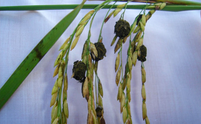 Falso-carvão do arroz Falso-carvão do arroz