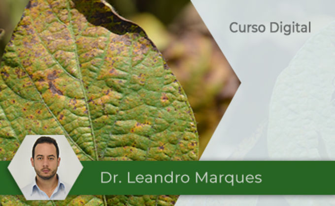 Fitotoxidade de fungicidas em plantas: entenda e evite! Fitotoxidade de fungicidas em plantas: entenda e evite!