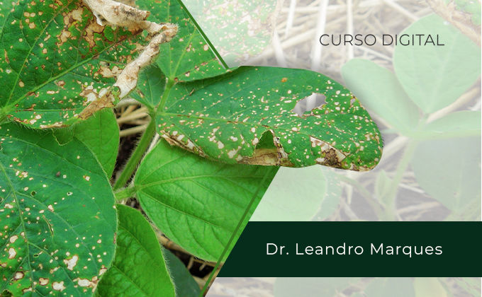 Fitotoxidade de fungicidas em plantas: entenda e evite Fitotoxidade de fungicidas em plantas: entenda e evite
