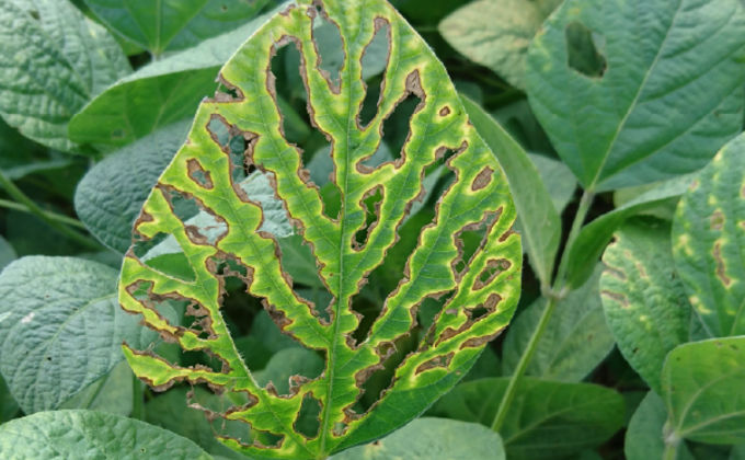 Fitotoxidade de Prothioconazole em soja Fitotoxidade de Prothioconazole em soja