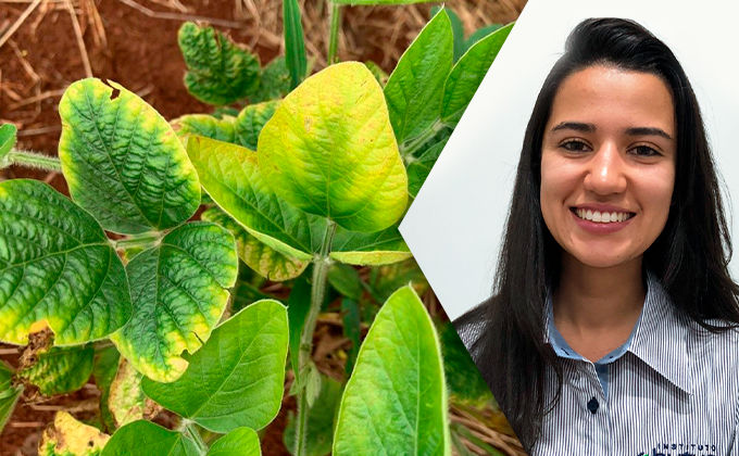 Funções dos nutrientes e sintomas de deficiência em soja Funções dos nutrientes e sintomas de deficiência em soja