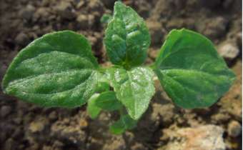 <em>Galinsoga parviflora</em> <em>Galinsoga parviflora</em>