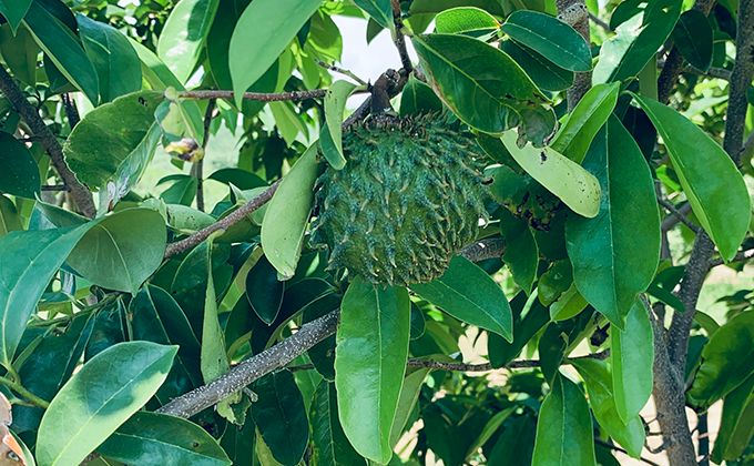 Graviola (<em>Annona muricata</em> L.) Graviola (<em>Annona muricata</em> L.)