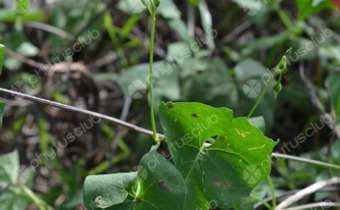 <em>Ipomoea hederifolia</em> <em>Ipomoea hederifolia</em>