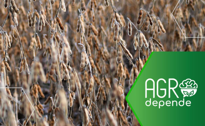 Manejos necessários para chegar aos 100 sacos de soja por hectare Manejos necessários para chegar aos 100 sacos de soja por hectare