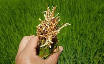 Meloidogynose em arroz, um problema emergente Meloidogynose em arroz, um problema emergente