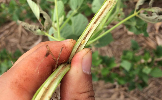 Mosca-da-haste da soja: uma praga em crescimento no Brasil Mosca-da-haste da soja: uma praga em crescimento no Brasil