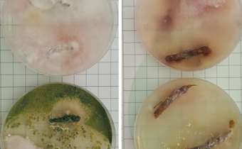 Nematoides que atacam o tabaco podem predispor as plantas a outros patógenos de solo Nematoides que atacam o tabaco podem predispor as plantas a outros patógenos de solo