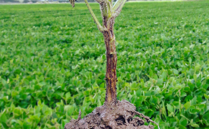 <em>Phytophthora sojae</em> no cultivo de soja em terra baixas <em>Phytophthora sojae</em> no cultivo de soja em terra baixas