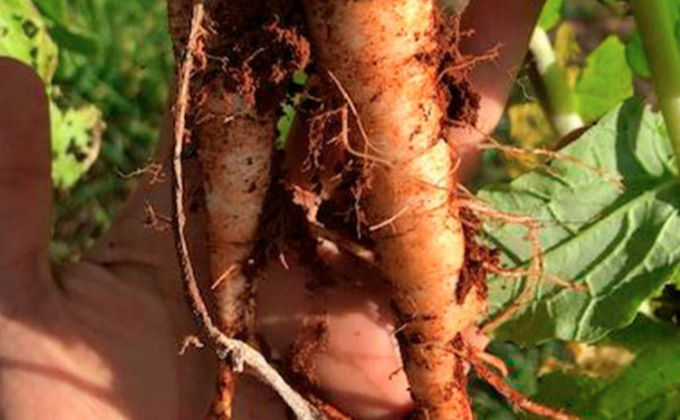 Plantas de cobertura indicadas para a região Sul Plantas de cobertura indicadas para a região Sul