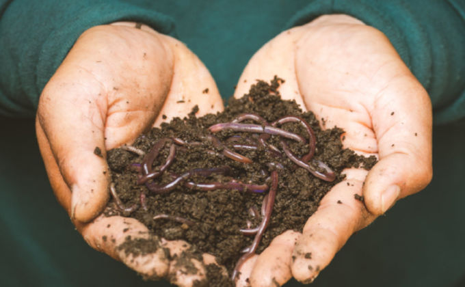 Saiba como usar o vermicomposto em suas plantas Saiba como usar o vermicomposto em suas plantas