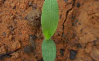 <em>Setaria parviflora</em> <em>Setaria parviflora</em>