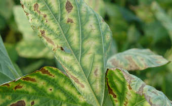 Resultados Folha Carijo Elevagro