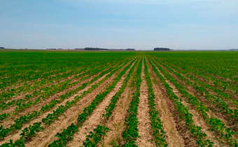 Sistema sulco/camalhão beneficia o cultivo de soja no RS Sistema sulco/camalhão beneficia o cultivo de soja no RS